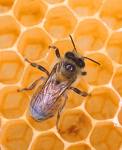 honeybee.jpg